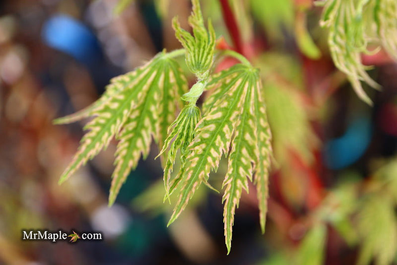 - FOR PICKUP ONLY | Acer palmatum 'Yama nishiki' Snow Peak Japanese Maple | DOES NOT SHIP - Mr Maple │ Buy Japanese Maple Trees