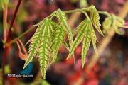 - FOR PICKUP ONLY | Acer palmatum 'Yama nishiki' Snow Peak Japanese Maple | DOES NOT SHIP - Mr Maple │ Buy Japanese Maple Trees