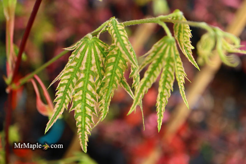 - FOR PICKUP ONLY | Acer palmatum 'Yama nishiki' Snow Peak Japanese Maple | DOES NOT SHIP - Mr Maple │ Buy Japanese Maple Trees