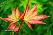 - FOR PICKUP ONLY | Acer palmatum 'Yama nishiki' Snow Peak Japanese Maple | DOES NOT SHIP - Mr Maple │ Buy Japanese Maple Trees