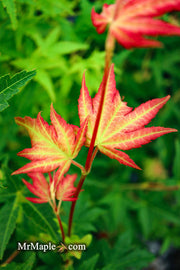 - FOR PICKUP ONLY | Acer palmatum 'Yama nishiki' Snow Peak Japanese Maple | DOES NOT SHIP - Mr Maple │ Buy Japanese Maple Trees