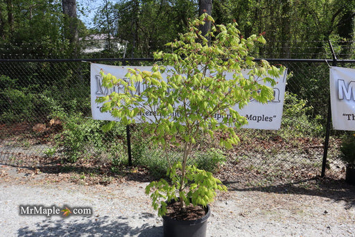 - FOR PICKUP ONLY | Acer shirasawanum '6910' Full Moon Japanese Maple | DOES NOT SHIP - Mr Maple │ Buy Japanese Maple Trees