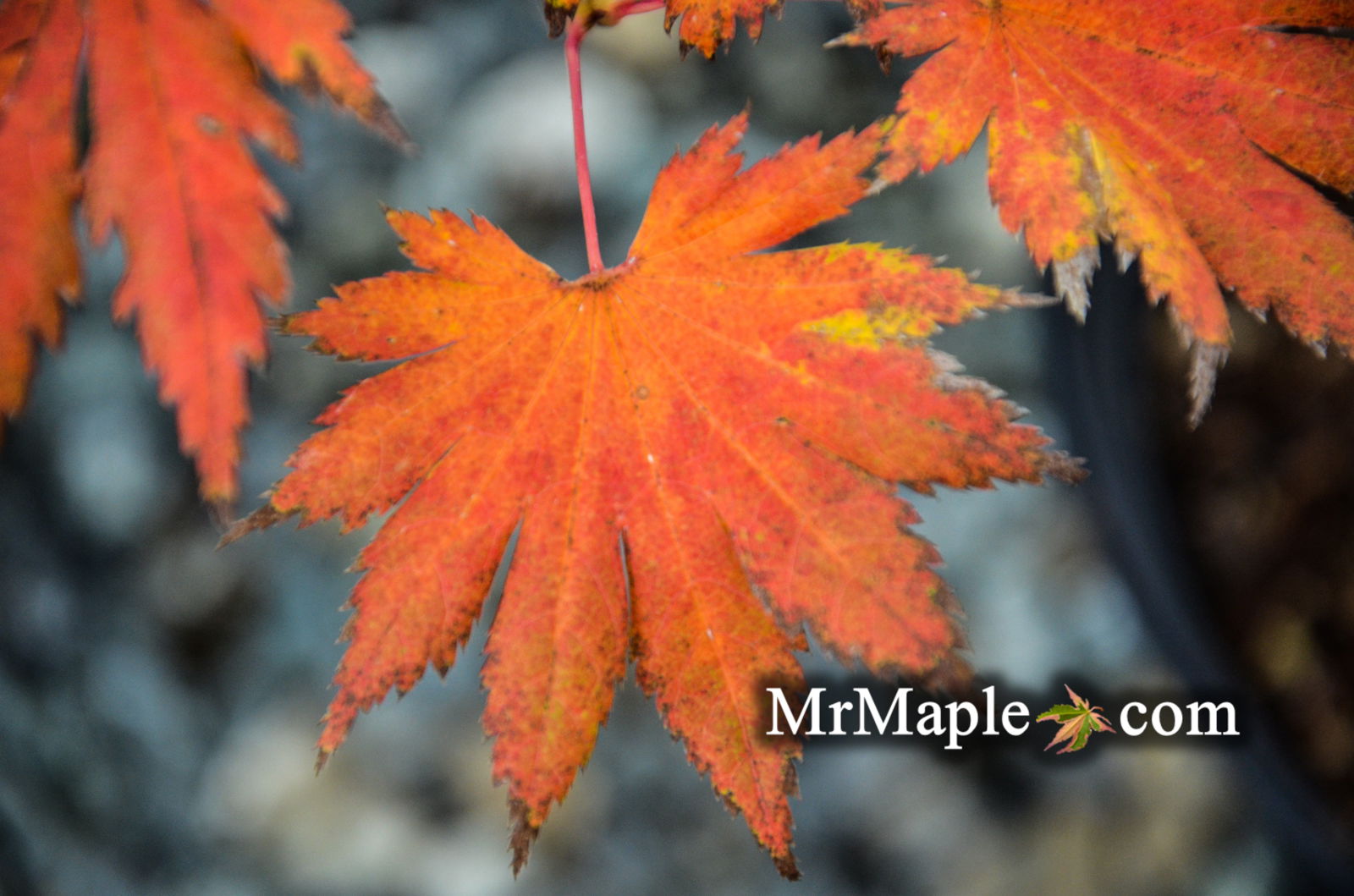 Buy Acer shirasawanum '6910' Full Moon Japanese Maple — Mr Maple