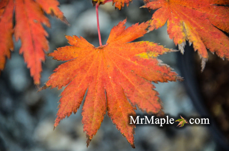 - FOR PICKUP ONLY | Acer shirasawanum '6910' Full Moon Japanese Maple | DOES NOT SHIP - Mr Maple │ Buy Japanese Maple Trees