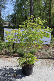 - FOR PICKUP ONLY | Acer shirasawanum '6910' Full Moon Japanese Maple | DOES NOT SHIP - Mr Maple │ Buy Japanese Maple Trees