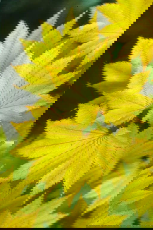 - FOR PICKUP ONLY | Acer shirasawanum 'Aureum' Golden Full Moon Japanese Maple | DOES NOT SHIP - Mr Maple │ Buy Japanese Maple Trees