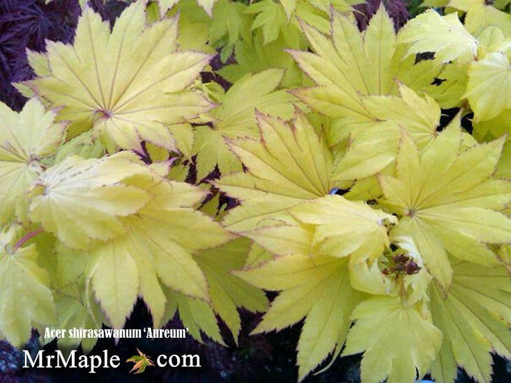 - FOR PICKUP ONLY | Acer shirasawanum 'Aureum' Golden Full Moon Japanese Maple | DOES NOT SHIP - Mr Maple │ Buy Japanese Maple Trees