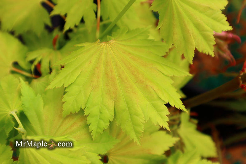 - FOR PICKUP ONLY | Acer shirasawanum 'Aureum' Golden Full Moon Japanese Maple | DOES NOT SHIP - Mr Maple │ Buy Japanese Maple Trees