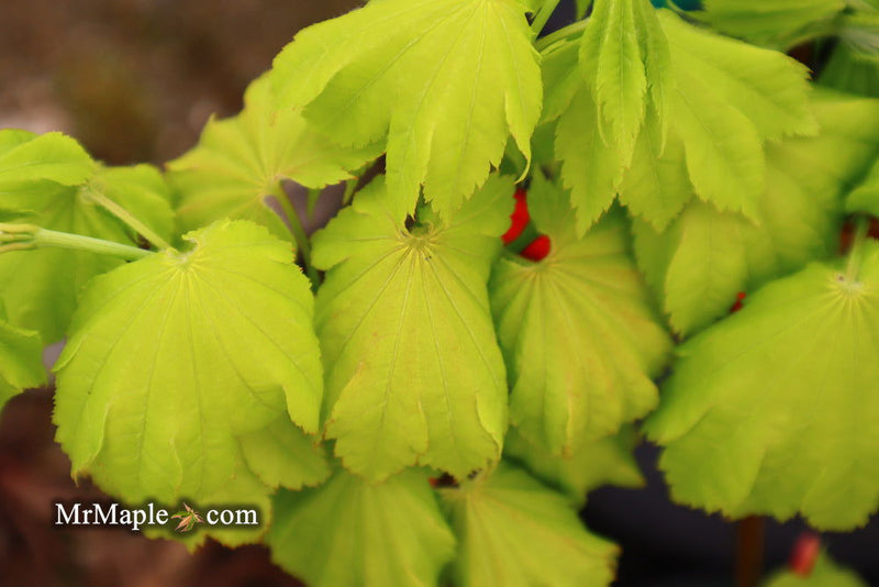 - FOR PICKUP ONLY | Acer shirasawanum 'Aureum' Golden Full Moon Japanese Maple | DOES NOT SHIP - Mr Maple │ Buy Japanese Maple Trees