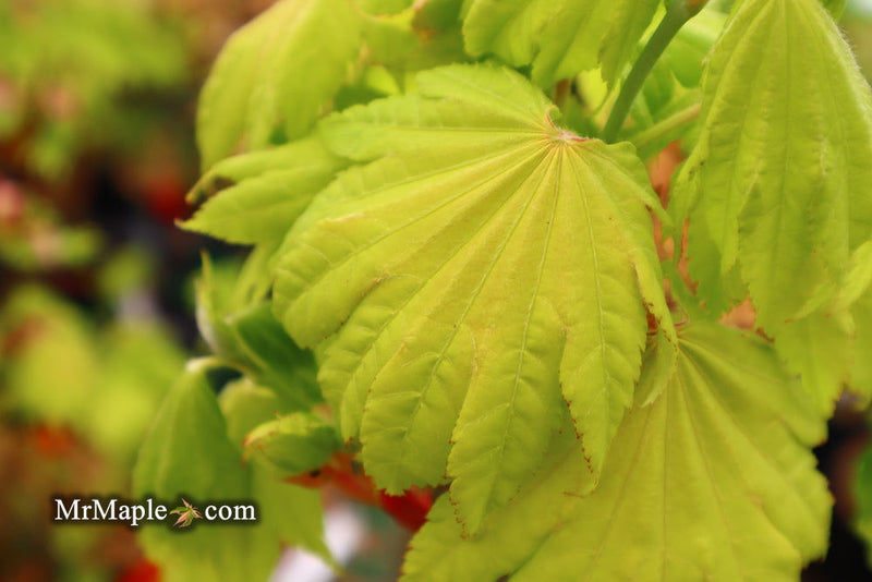 - FOR PICKUP ONLY | Acer shirasawanum 'Aureum' Golden Full Moon Japanese Maple | DOES NOT SHIP - Mr Maple │ Buy Japanese Maple Trees