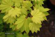 - FOR PICKUP ONLY | Acer shirasawanum 'Aureum' Golden Full Moon Japanese Maple | DOES NOT SHIP - Mr Maple │ Buy Japanese Maple Trees
