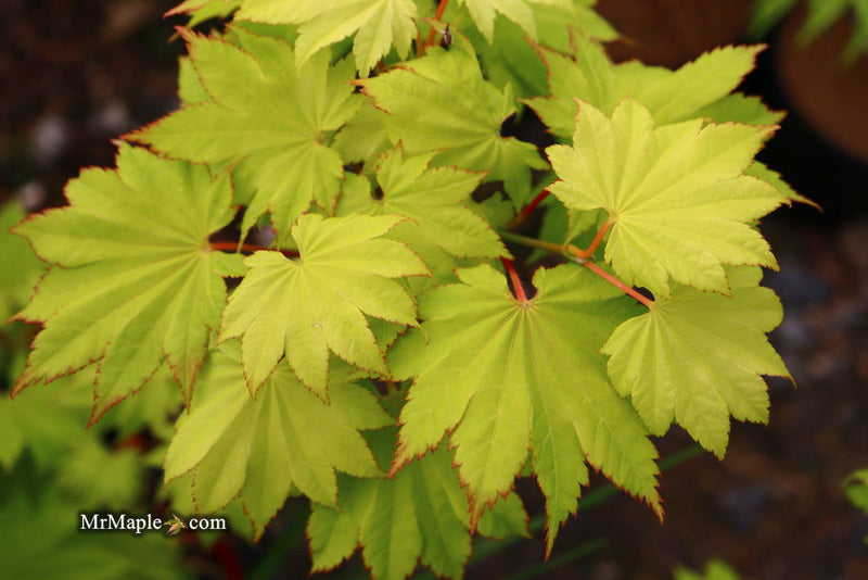 - FOR PICKUP ONLY | Acer shirasawanum 'Aureum' Golden Full Moon Japanese Maple | DOES NOT SHIP - Mr Maple │ Buy Japanese Maple Trees