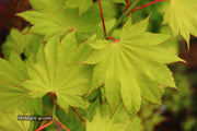- FOR PICKUP ONLY | Acer shirasawanum 'Aureum' Golden Full Moon Japanese Maple | DOES NOT SHIP - Mr Maple │ Buy Japanese Maple Trees