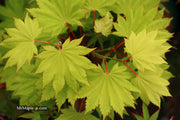 - FOR PICKUP ONLY | Acer shirasawanum 'Aureum' Golden Full Moon Japanese Maple | DOES NOT SHIP - Mr Maple │ Buy Japanese Maple Trees