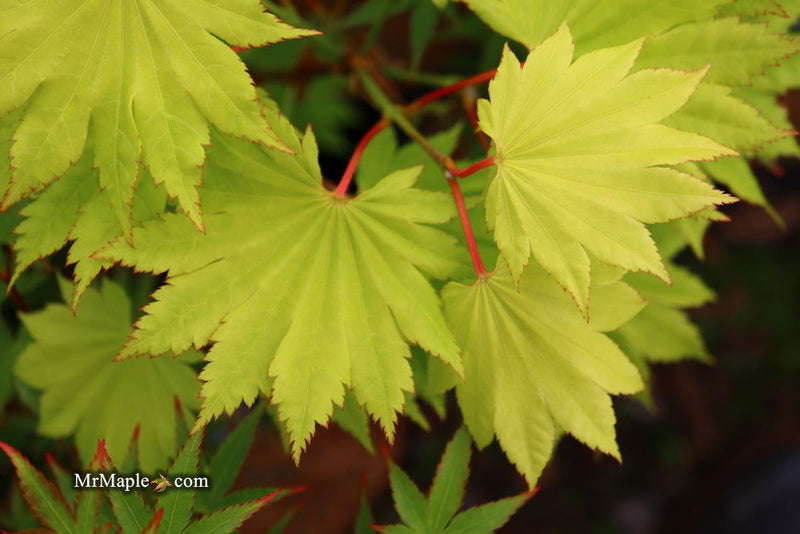 - FOR PICKUP ONLY | Acer shirasawanum 'Aureum' Golden Full Moon Japanese Maple | DOES NOT SHIP - Mr Maple │ Buy Japanese Maple Trees