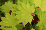 - FOR PICKUP ONLY | Acer shirasawanum 'Aureum' Golden Full Moon Japanese Maple | DOES NOT SHIP - Mr Maple │ Buy Japanese Maple Trees
