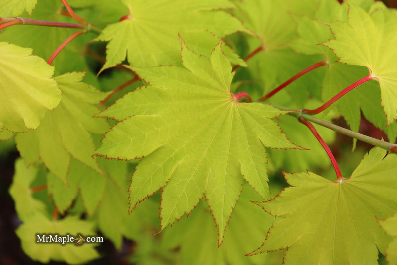 - FOR PICKUP ONLY | Acer shirasawanum 'Aureum' Golden Full Moon Japanese Maple | DOES NOT SHIP - Mr Maple │ Buy Japanese Maple Trees