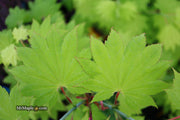 - FOR PICKUP ONLY | Acer shirasawanum 'Aureum' Golden Full Moon Japanese Maple | DOES NOT SHIP - Mr Maple │ Buy Japanese Maple Trees
