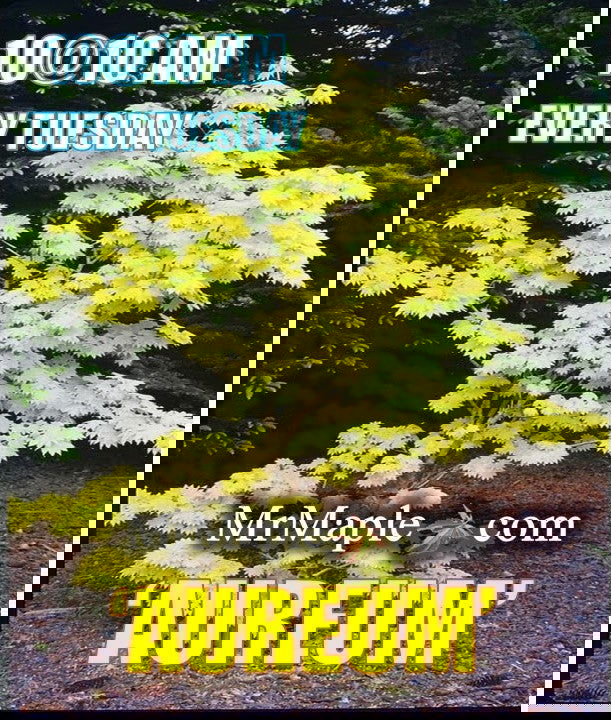 - FOR PICKUP ONLY | Acer shirasawanum 'Aureum' Golden Full Moon Japanese Maple | DOES NOT SHIP - Mr Maple │ Buy Japanese Maple Trees