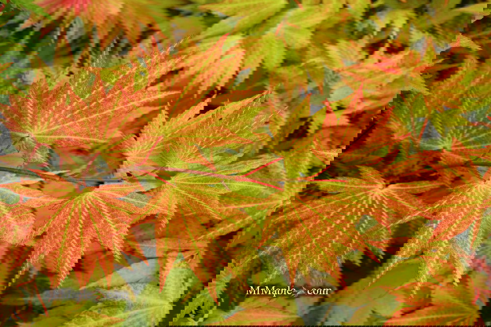 ✨nsmrnom様客注44❣✨Autumn Winter Selection✨ 3G ACER SHIRASAWANUM `AUTUMN MOON` Autumn Moon Japanese