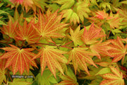 - FOR PICKUP ONLY | Acer shirasawanum 'Autumn Moon' Full Moon Japanese Maple | DOES NOT SHIP - Mr Maple │ Buy Japanese Maple Trees