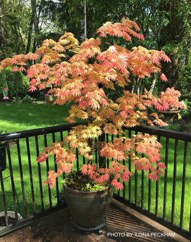 - FOR PICKUP ONLY | Acer shirasawanum 'Autumn Moon' Full Moon Japanese Maple | DOES NOT SHIP - Mr Maple │ Buy Japanese Maple Trees
