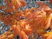 - FOR PICKUP ONLY | Acer shirasawanum 'Autumn Moon' Full Moon Japanese Maple | DOES NOT SHIP - Mr Maple │ Buy Japanese Maple Trees