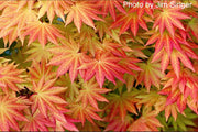 - FOR PICKUP ONLY | Acer shirasawanum 'Autumn Moon' Full Moon Japanese Maple | DOES NOT SHIP - Mr Maple │ Buy Japanese Maple Trees