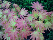 - FOR PICKUP ONLY | Acer shirasawanum 'Autumn Moon' Full Moon Japanese Maple | DOES NOT SHIP - Mr Maple │ Buy Japanese Maple Trees