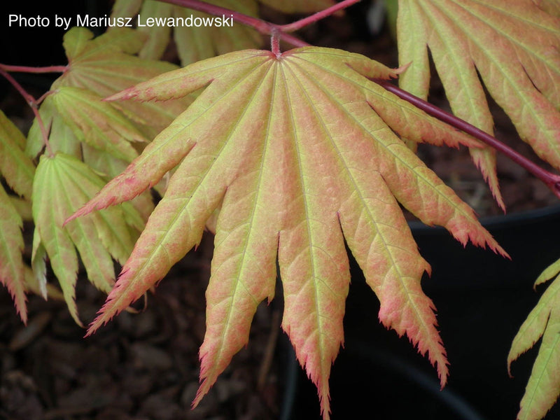 - FOR PICKUP ONLY | Acer shirasawanum 'Autumn Moon' Full Moon Japanese Maple | DOES NOT SHIP - Mr Maple │ Buy Japanese Maple Trees