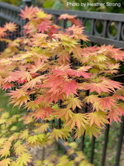 - FOR PICKUP ONLY | Acer shirasawanum 'Autumn Moon' Full Moon Japanese Maple | DOES NOT SHIP - Mr Maple │ Buy Japanese Maple Trees