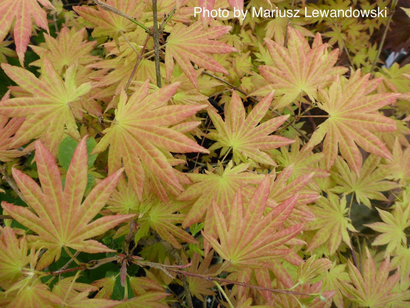 - FOR PICKUP ONLY | Acer shirasawanum 'Autumn Moon' Full Moon Japanese Maple | DOES NOT SHIP - Mr Maple │ Buy Japanese Maple Trees