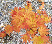 - FOR PICKUP ONLY | Acer shirasawanum 'Autumn Moon' Full Moon Japanese Maple | DOES NOT SHIP - Mr Maple │ Buy Japanese Maple Trees