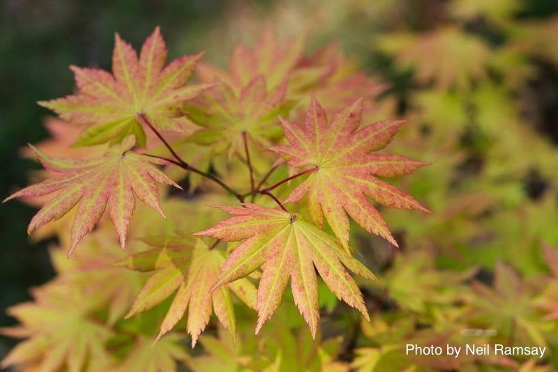 - FOR PICKUP ONLY | Acer shirasawanum 'Autumn Moon' Full Moon Japanese Maple | DOES NOT SHIP - Mr Maple │ Buy Japanese Maple Trees