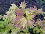 - FOR PICKUP ONLY | Acer shirasawanum 'Autumn Moon' Full Moon Japanese Maple | DOES NOT SHIP - Mr Maple │ Buy Japanese Maple Trees