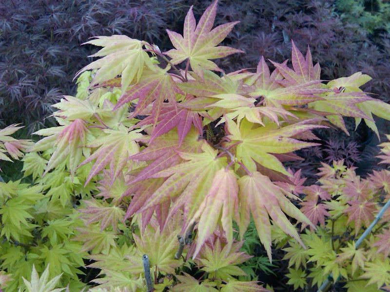 - FOR PICKUP ONLY | Acer shirasawanum 'Autumn Moon' Full Moon Japanese Maple | DOES NOT SHIP - Mr Maple │ Buy Japanese Maple Trees