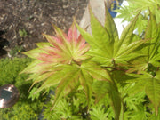 - FOR PICKUP ONLY | Acer shirasawanum 'Autumn Moon' Full Moon Japanese Maple | DOES NOT SHIP - Mr Maple │ Buy Japanese Maple Trees