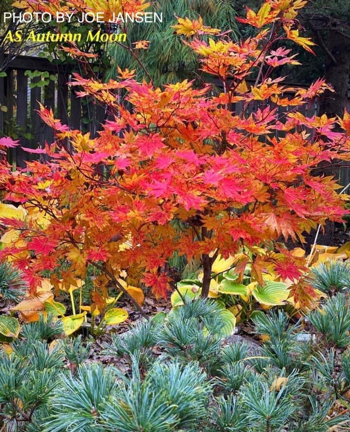 - FOR PICKUP ONLY | Acer shirasawanum 'Autumn Moon' Full Moon Japanese Maple | DOES NOT SHIP - Mr Maple │ Buy Japanese Maple Trees