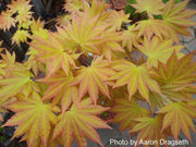 - FOR PICKUP ONLY | Acer shirasawanum 'Autumn Moon' Full Moon Japanese Maple | DOES NOT SHIP - Mr Maple │ Buy Japanese Maple Trees