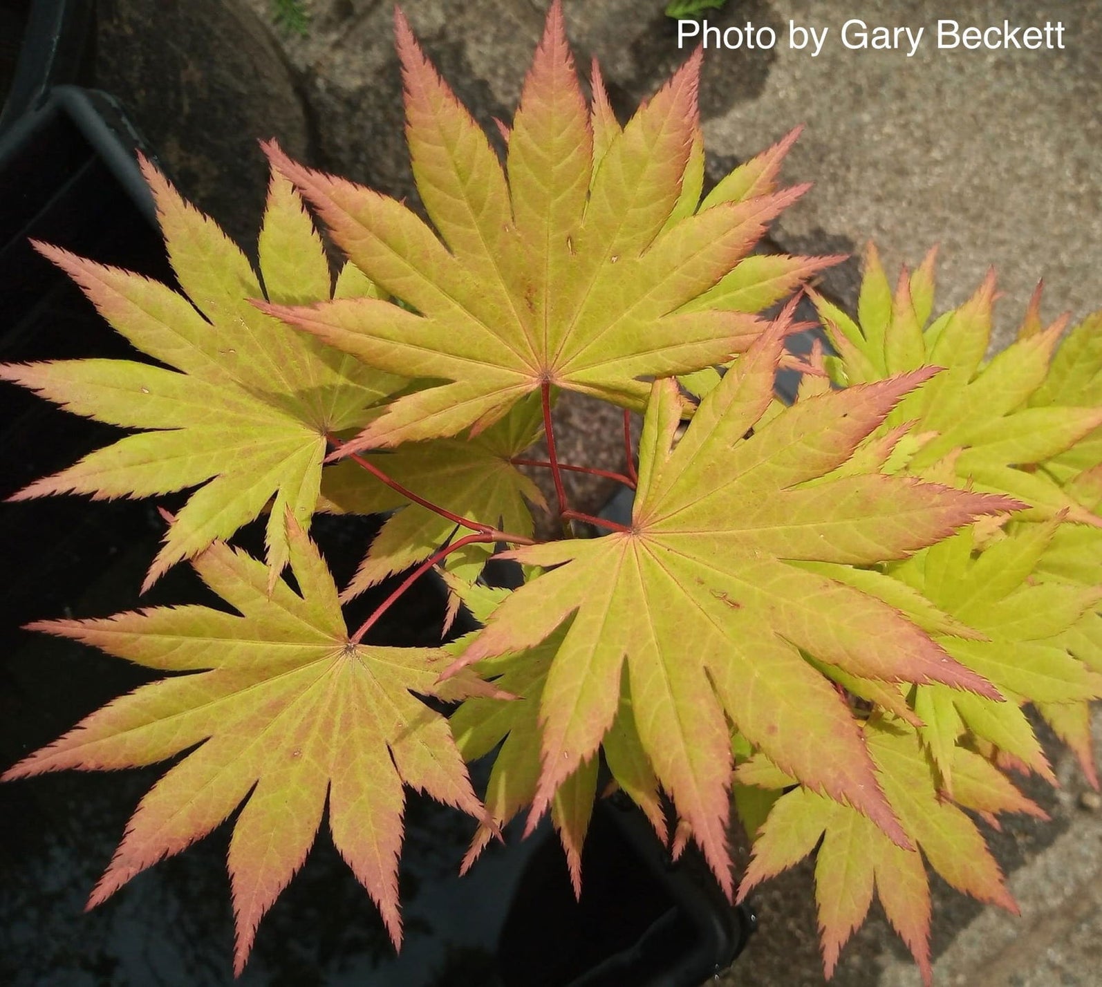Buy Acer shirasawanum 'Autumn Moon' Full Moon Japanese Maple — Mr Maple ...