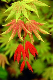 - FOR PICKUP ONLY | Acer shirasawanum 'Autumn Moon' Full Moon Japanese Maple | DOES NOT SHIP - Mr Maple │ Buy Japanese Maple Trees