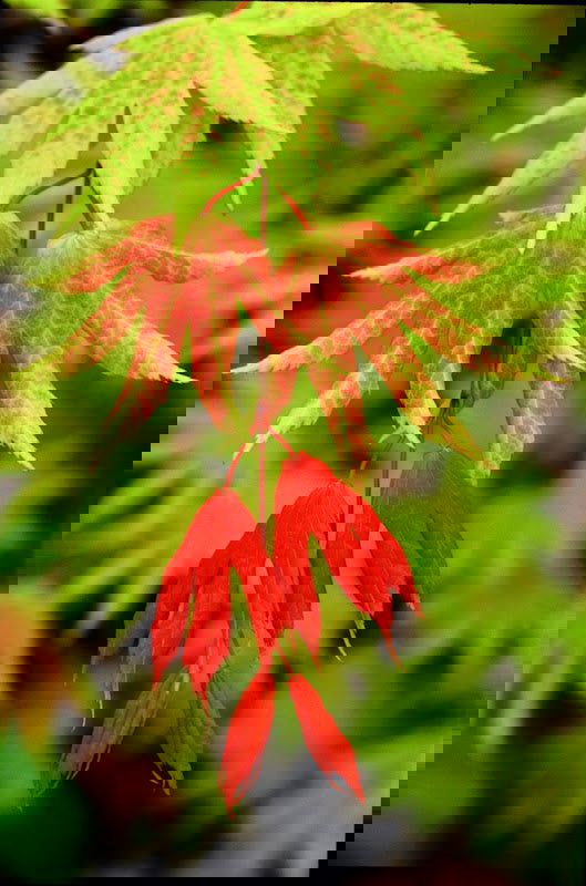 - FOR PICKUP ONLY | Acer shirasawanum 'Autumn Moon' Full Moon Japanese Maple | DOES NOT SHIP - Mr Maple │ Buy Japanese Maple Trees