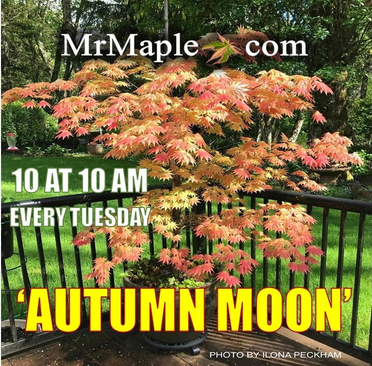 ✨nsmrnom様客注44❣✨Autumn Winter Selection✨ 3G ACER SHIRASAWANUM `AUTUMN MOON` Autumn Moon Japanese