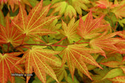 - FOR PICKUP ONLY | Acer shirasawanum 'Autumn Moon' Full Moon Japanese Maple | DOES NOT SHIP - Mr Maple │ Buy Japanese Maple Trees