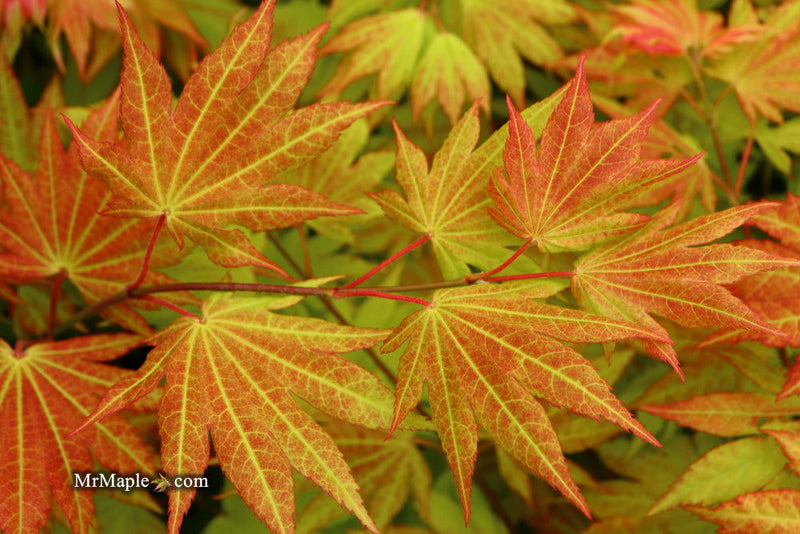 - FOR PICKUP ONLY | Acer shirasawanum 'Autumn Moon' Full Moon Japanese Maple | DOES NOT SHIP - Mr Maple │ Buy Japanese Maple Trees