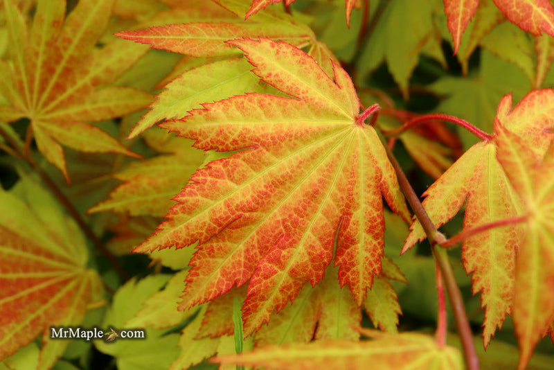 - FOR PICKUP ONLY | Acer shirasawanum 'Autumn Moon' Full Moon Japanese Maple | DOES NOT SHIP - Mr Maple │ Buy Japanese Maple Trees
