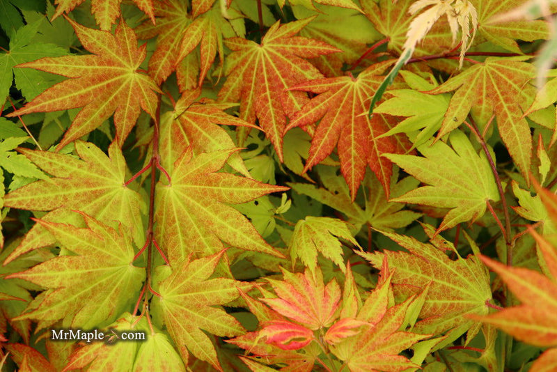 - FOR PICKUP ONLY | Acer shirasawanum 'Autumn Moon' Full Moon Japanese Maple | DOES NOT SHIP - Mr Maple │ Buy Japanese Maple Trees