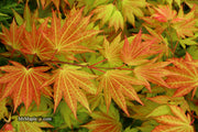 - FOR PICKUP ONLY | Acer shirasawanum 'Autumn Moon' Full Moon Japanese Maple | DOES NOT SHIP - Mr Maple │ Buy Japanese Maple Trees