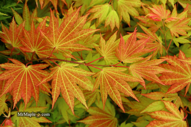- FOR PICKUP ONLY | Acer shirasawanum 'Autumn Moon' Full Moon Japanese Maple | DOES NOT SHIP - Mr Maple │ Buy Japanese Maple Trees