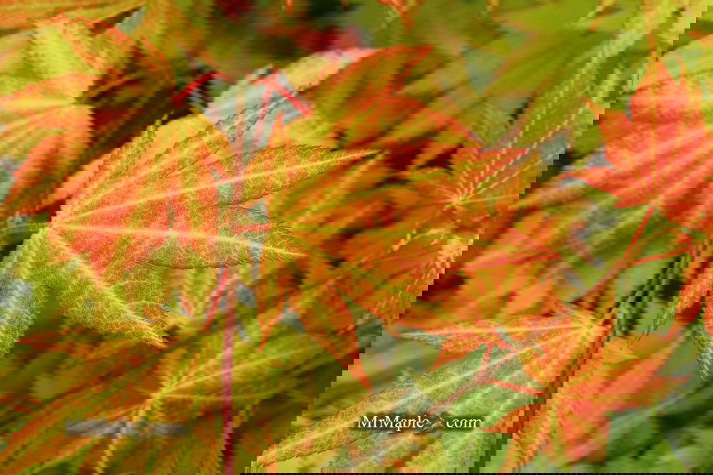 Buy Acer shirasawanum 'Autumn Moon' Full Moon Japanese Maple